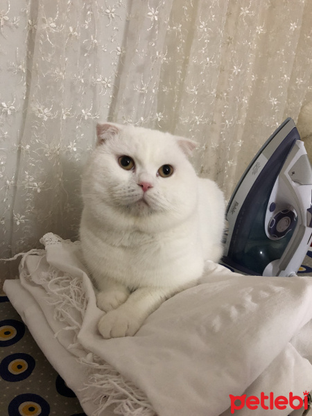 Scottish Fold, Kedi  Kaymak fotoğrafı