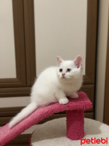 Scottish Fold, Kedi  Kaymak fotoğrafı