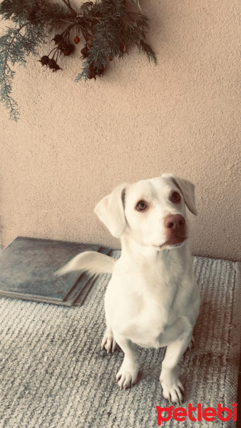 Jack Russell Terrier, Köpek  Peynir fotoğrafı