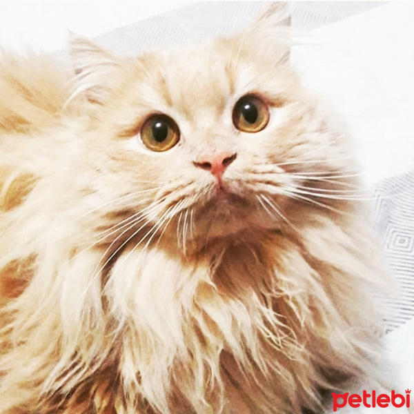 Chinchilla, Kedi  Bal fotoğrafı