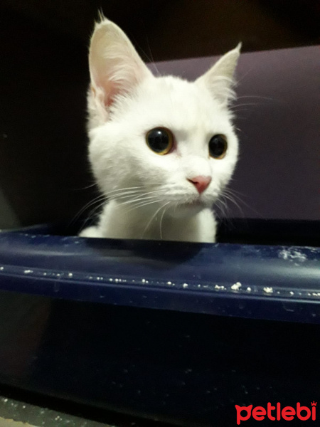 British Shorthair, Kedi  Melek fotoğrafı
