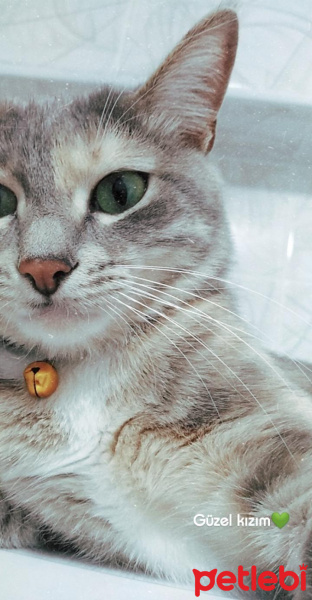 Tekir Kedi, Kedi  Duman fotoğrafı