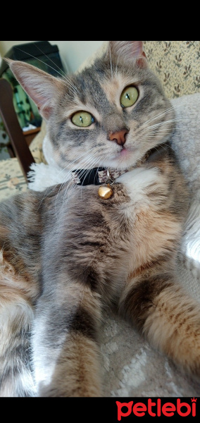Tekir Kedi, Kedi  Duman fotoğrafı