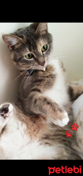 Tekir Kedi, Kedi  Duman fotoğrafı