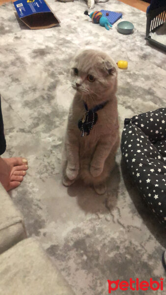 Scottish Fold, Kedi  Ares fotoğrafı