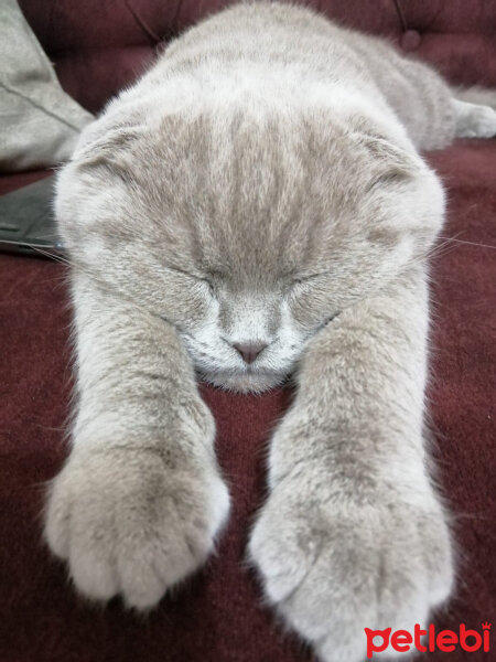 Scottish Fold, Kedi  Ares fotoğrafı