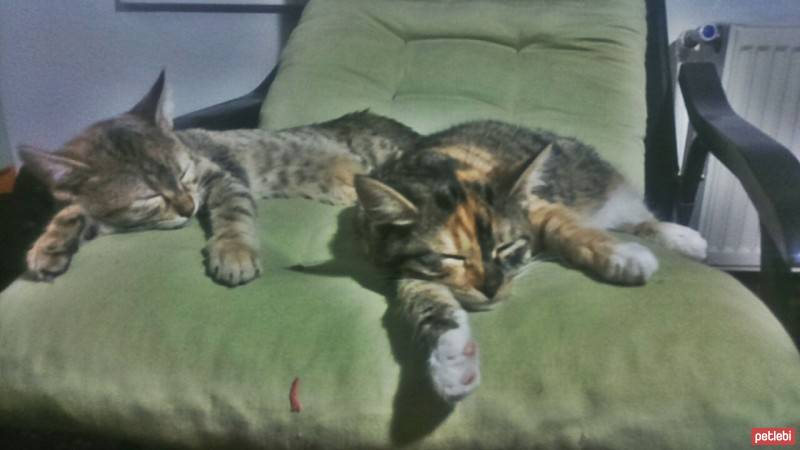 Tekir Kedi, Kedi  Topik fotoğrafı