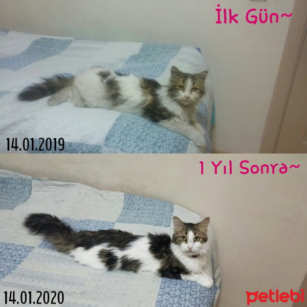 Norwegian Forest, Kedi  Lokum fotoğrafı