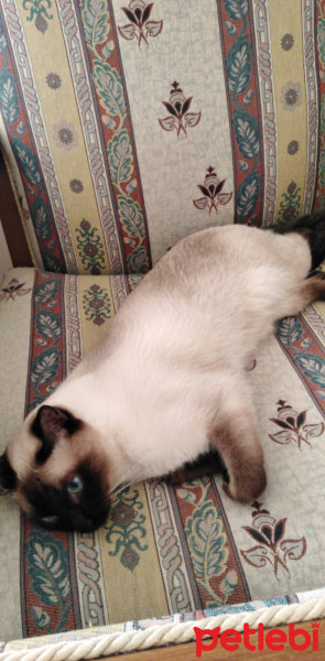 Siyam Kedisi, Kedi  Susam fotoğrafı
