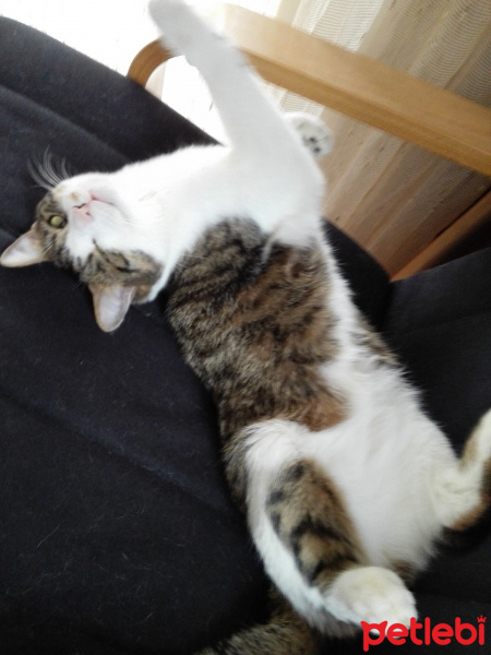 Tekir Kedi, Kedi  Mia fotoğrafı