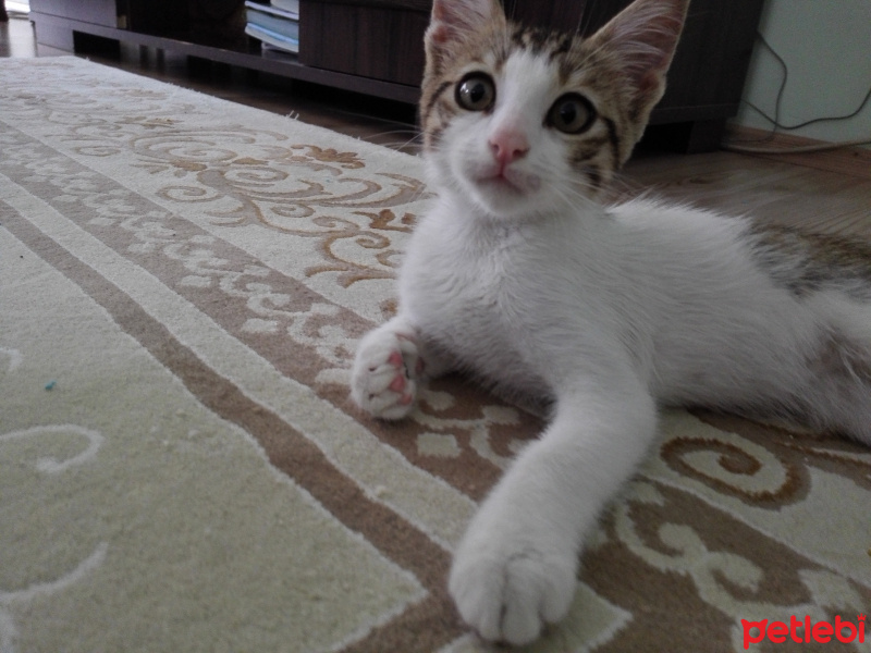 Tekir Kedi, Kedi  Boncuk fotoğrafı