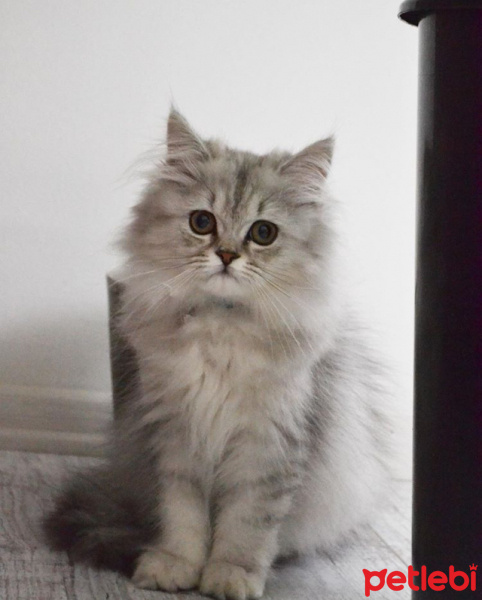 Chinchilla, Kedi  LOKUM fotoğrafı