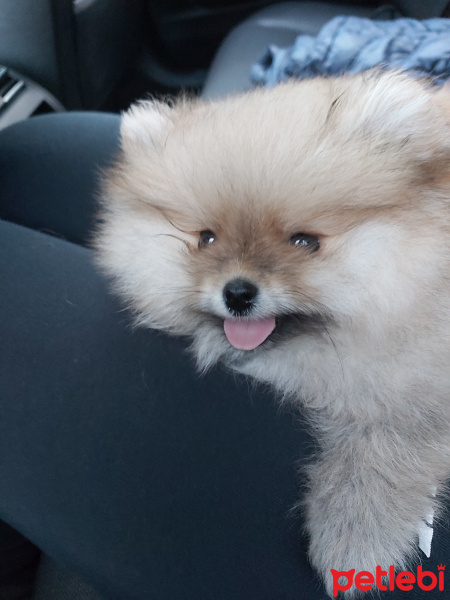 Pomeranyalı, Köpek  Peanut fotoğrafı