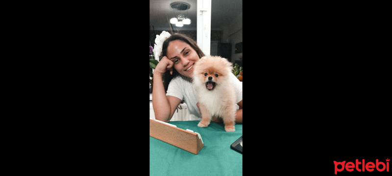 Pomeranyalı, Köpek  Peanut fotoğrafı