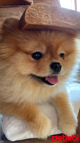 Pomeranyalı, Köpek  Peanut fotoğrafı