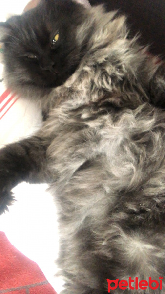Cymric, Kedi  Herkül fotoğrafı