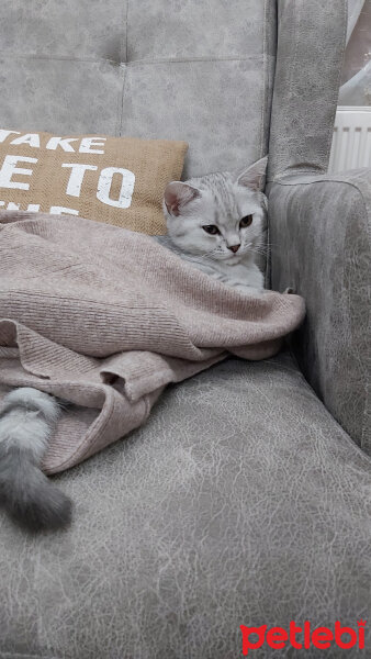 British Shorthair, Kedi  Rıfkı fotoğrafı