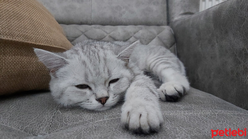 British Shorthair, Kedi  Rıfkı fotoğrafı