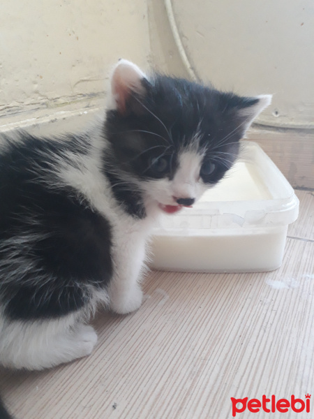 Tuxedo (Smokin) Kedi, Kedi  Lokum fotoğrafı