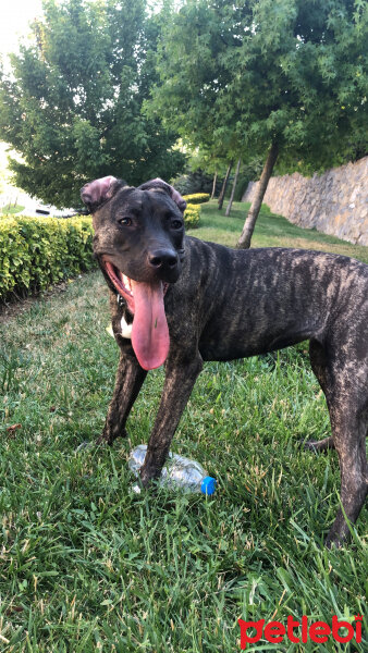 Amerikan Pitbull Terrier, Köpek  İce❤️ fotoğrafı