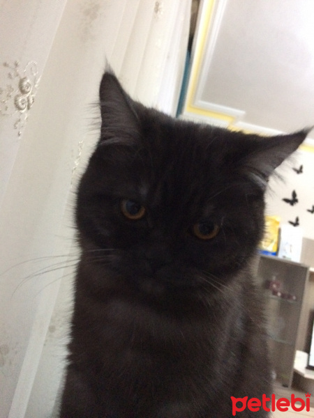 British Shorthair, Kedi  Porsuk fotoğrafı