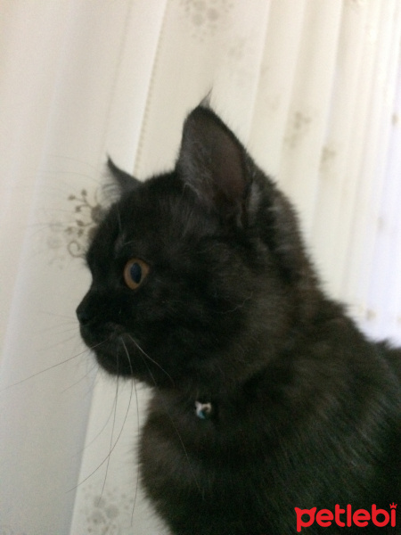 British Shorthair, Kedi  Porsuk fotoğrafı