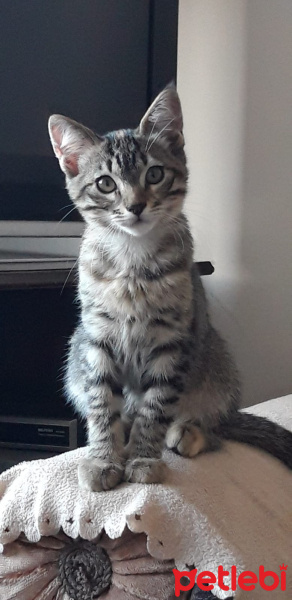 Tekir Kedi, Kedi  Pufpuf fotoğrafı