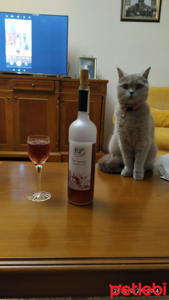 British Shorthair, Kedi  Kontes fotoğrafı