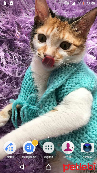 Tekir Kedi, Kedi  Tarçın fotoğrafı