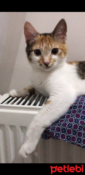 Tekir Kedi, Kedi  Tarçın fotoğrafı