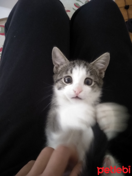 Tekir Kedi, Kedi  Ceku fotoğrafı