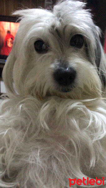 Maltese, Köpek  afrodit fotoğrafı