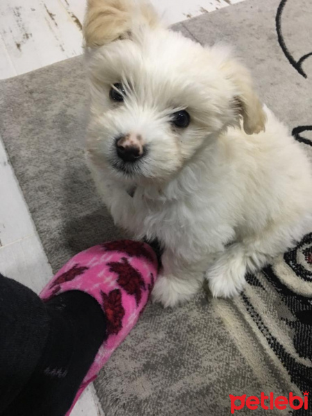 Maltese, Köpek  Kaju fotoğrafı