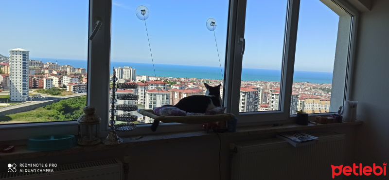 Tuxedo (Smokin) Kedi, Kedi  korsan fotoğrafı