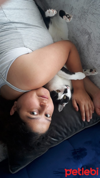 Tuxedo (Smokin) Kedi, Kedi  korsan fotoğrafı