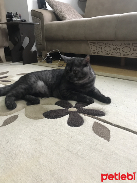 British Shorthair, Kedi  Karbon fotoğrafı