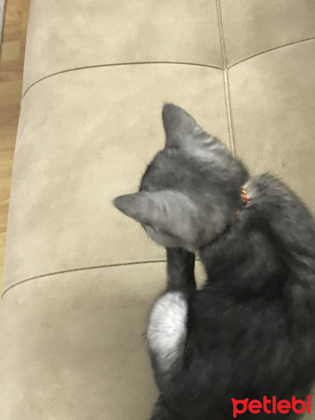 British Shorthair, Kedi  Karbon fotoğrafı