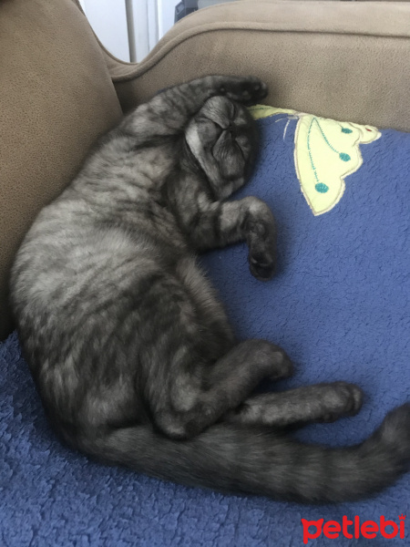 British Shorthair, Kedi  Karbon fotoğrafı