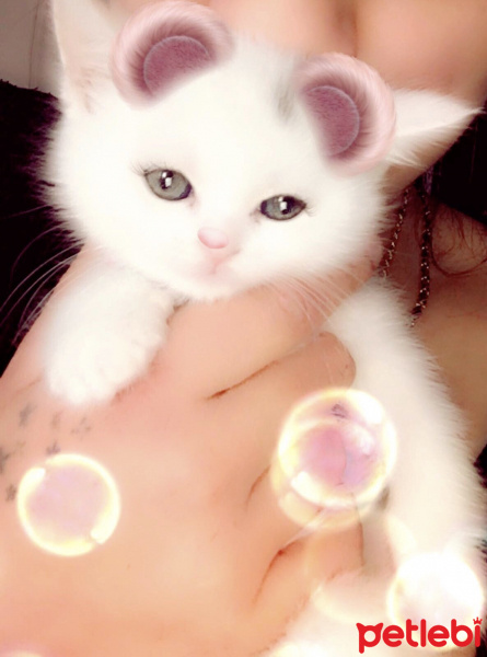 British Shorthair, Kedi  Elsa fotoğrafı