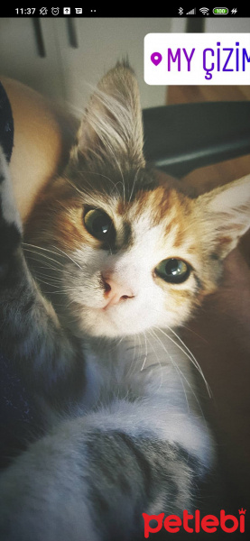Tekir Kedi, Kedi  TOPRAK fotoğrafı