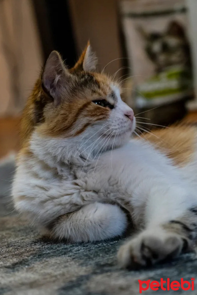 Tekir Kedi, Kedi  TOPRAK fotoğrafı