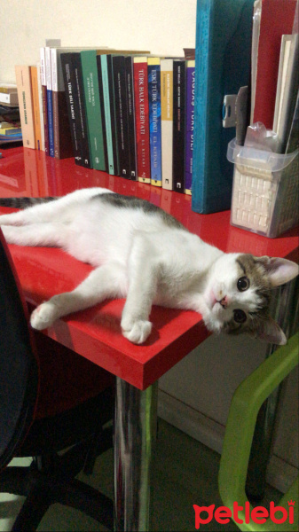 Tekir Kedi, Kedi  Turşu fotoğrafı