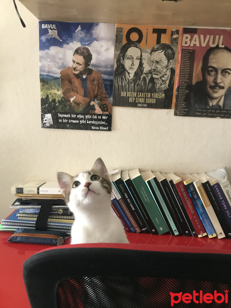 Tekir Kedi, Kedi  Turşu fotoğrafı