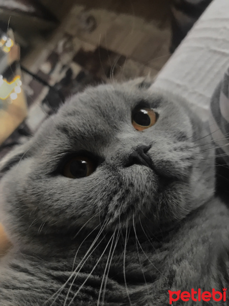Scottish Fold, Kedi  Clarke fotoğrafı