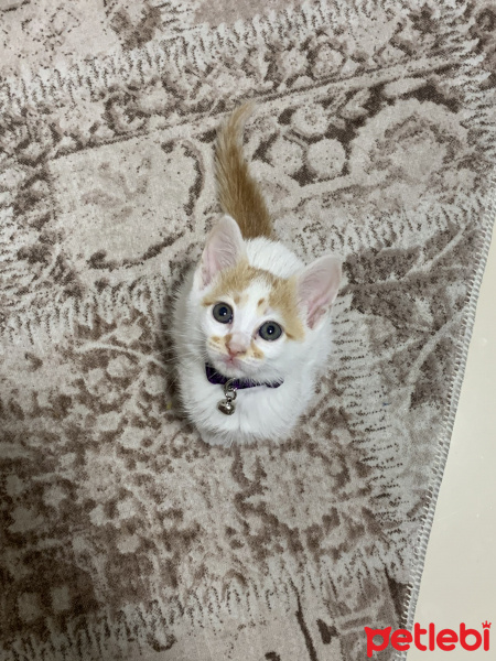 Tekir Kedi, Kedi  Pafi fotoğrafı