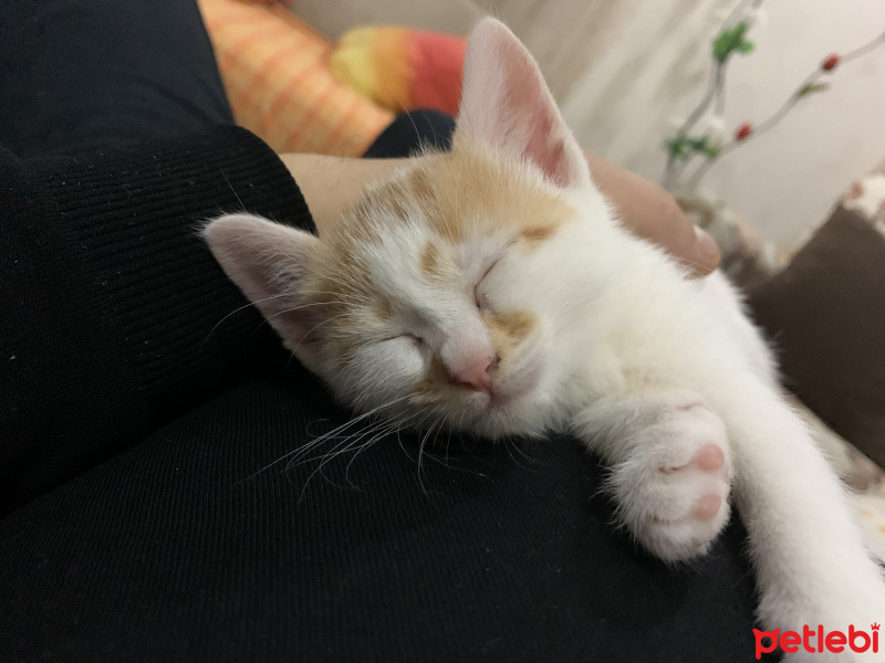 Tekir Kedi, Kedi  Pafi fotoğrafı
