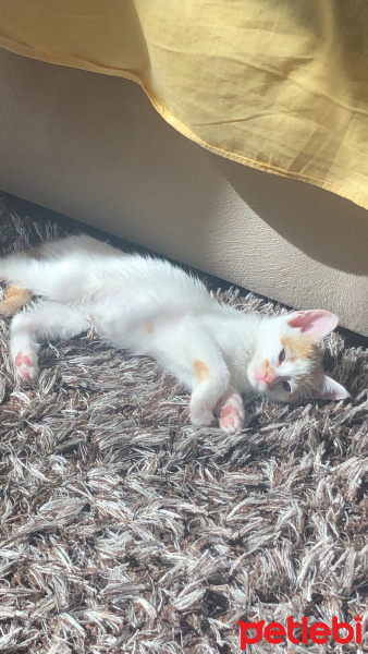 Tekir Kedi, Kedi  Pafi fotoğrafı