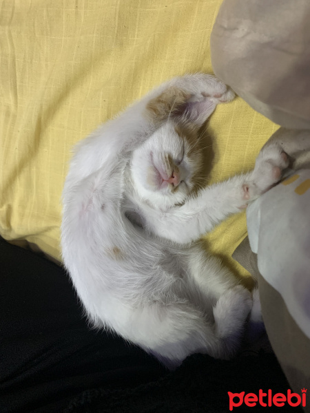 Tekir Kedi, Kedi  Pafi fotoğrafı