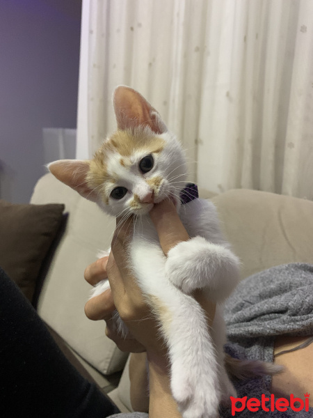 Tekir Kedi, Kedi  Pafi fotoğrafı