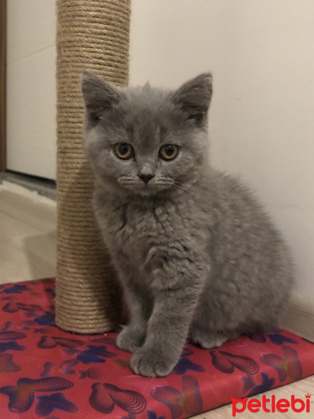 British Shorthair, Kedi  Lady fotoğrafı